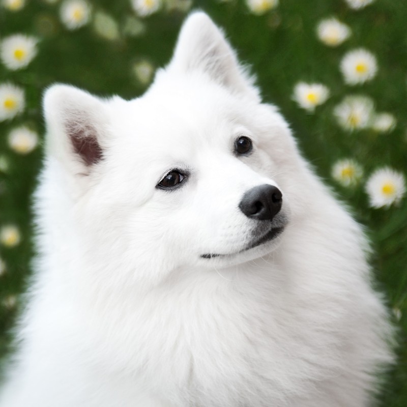 Шпиц Японский - Комплекс