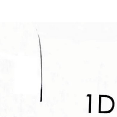 наращивание ресниц "1D" классика