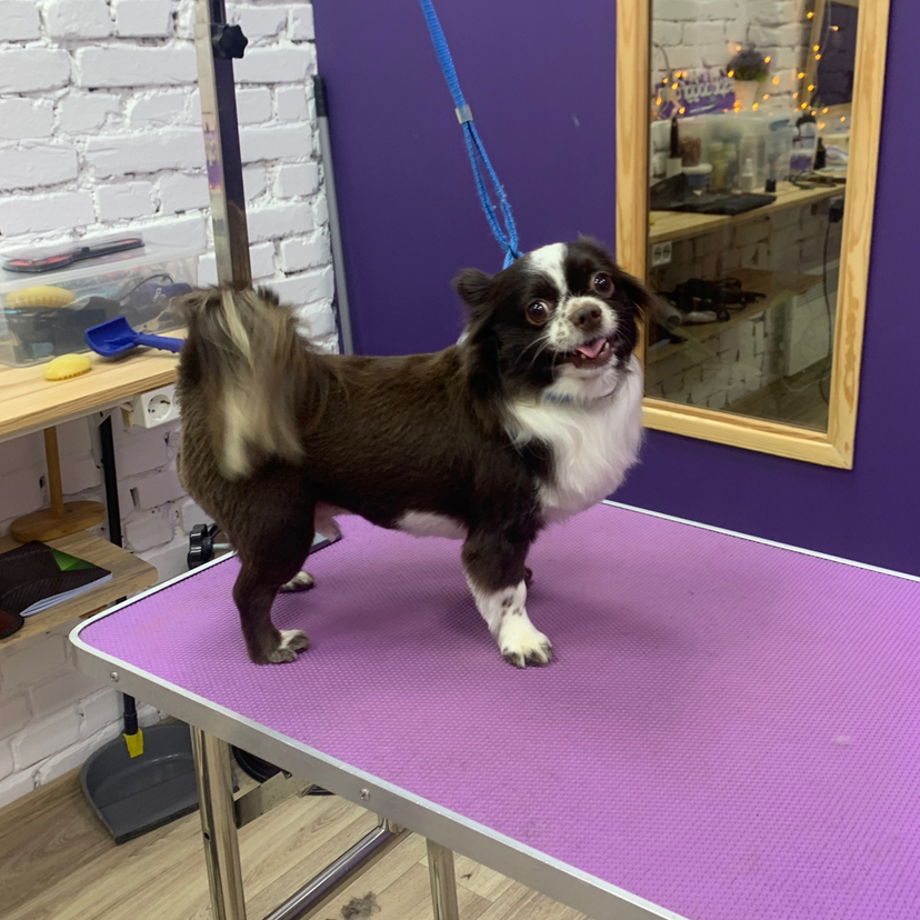 Чихуа хуа длинношерстная