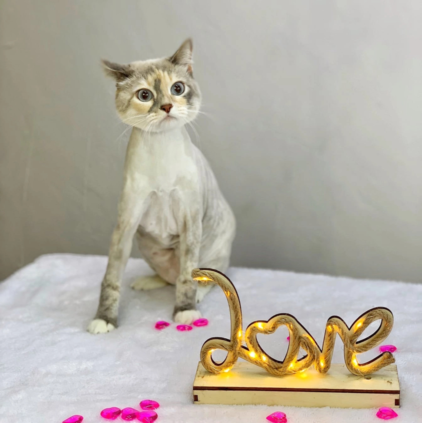 Стрижка кошки без мытья
