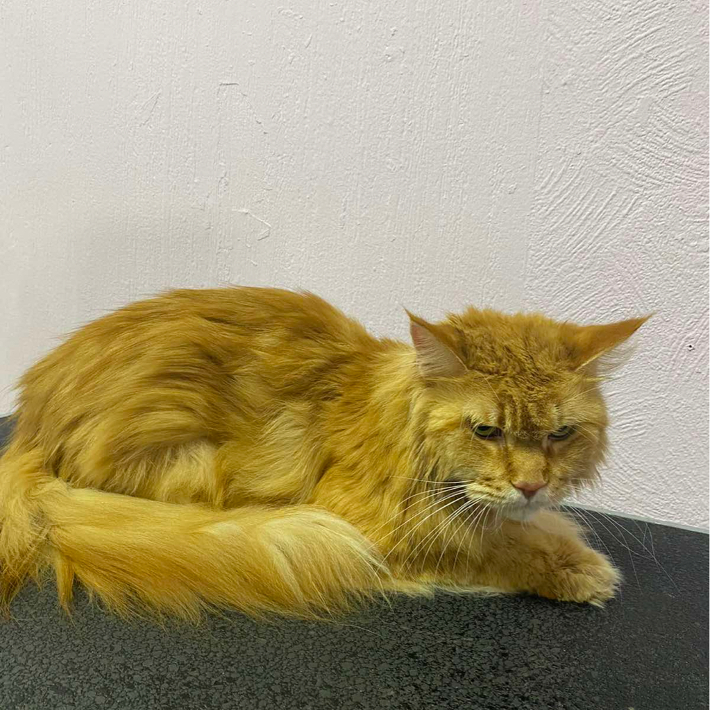 Кошки вычес средние