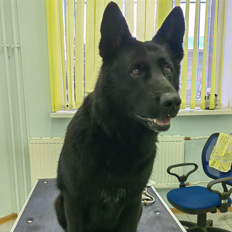 Овчарка