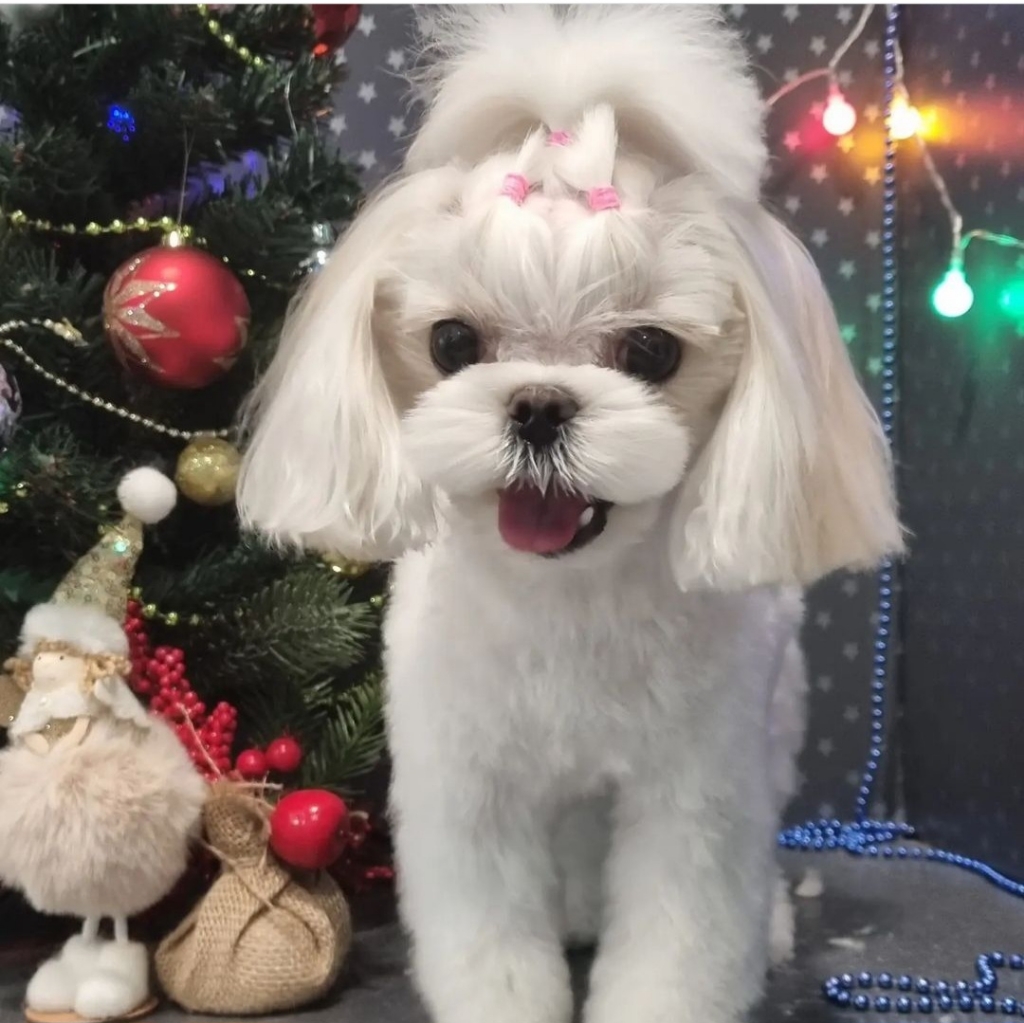 Комплекс мальтийская болонка мини