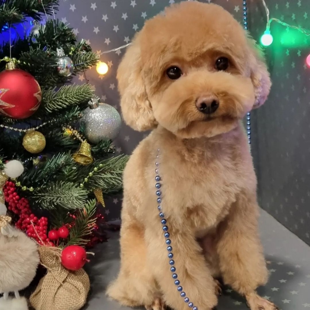 Мини, стандартная стрижка , укороченая