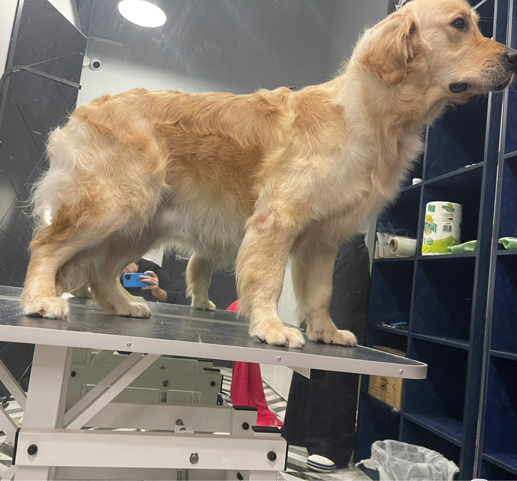 Голден (золотистый) ретривер ( комплекс вычёсывание)