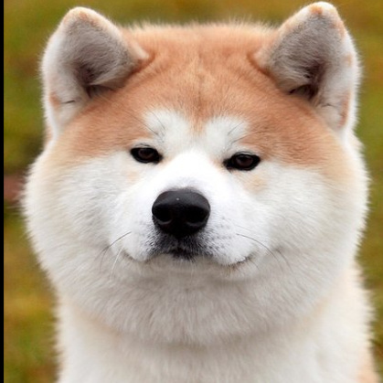 Акита-Ину Комплекс с экспресс-линькой