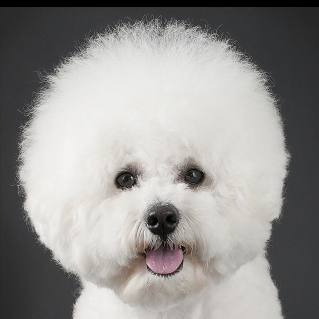 Бишон фризе Комплексный уход с бритьем под машинку полностью