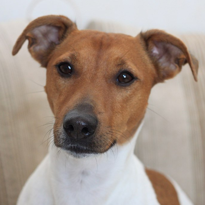 Джек Рассел гладкошерстный Гигиенический уход