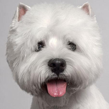 Вест Хайленд Гигиенический уход