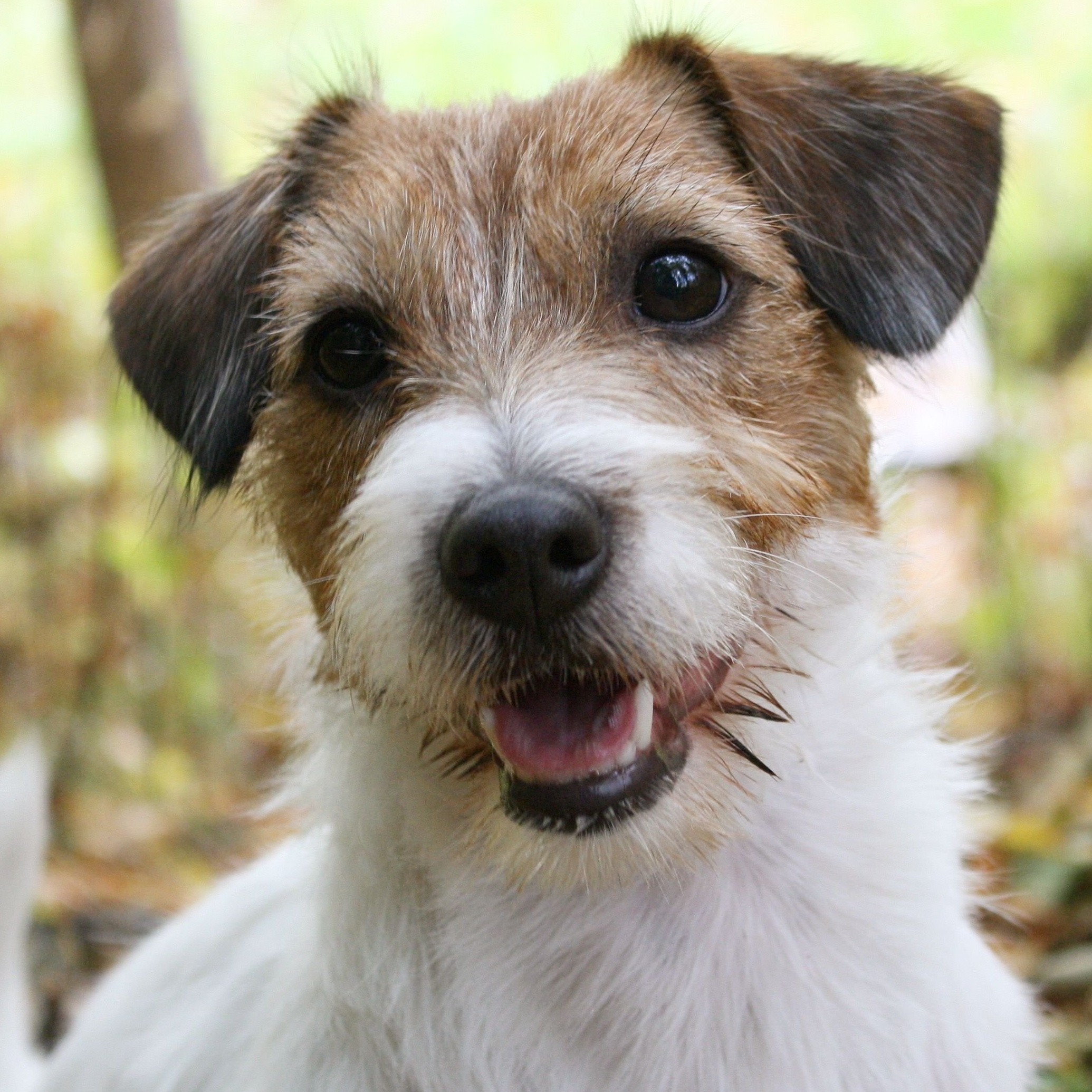 Джек рассел жесткошерстный Гигиенический уход