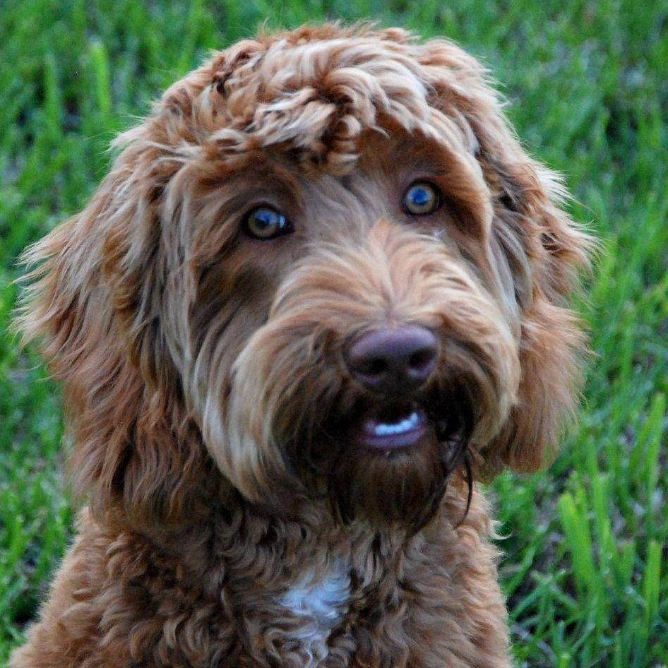 Лабрадудель Гигиенический уход