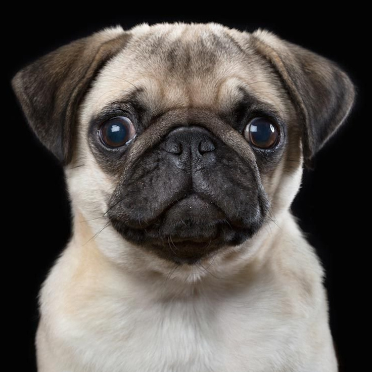 Мопс Гигиенический уход