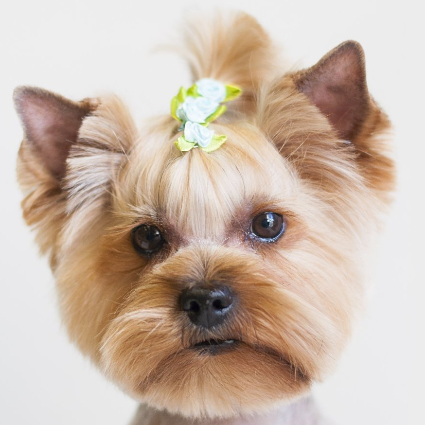 Йоркширский терьер Комплексный уход со стрижкой