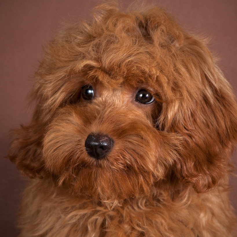 Мальтипу Гигиенический уход