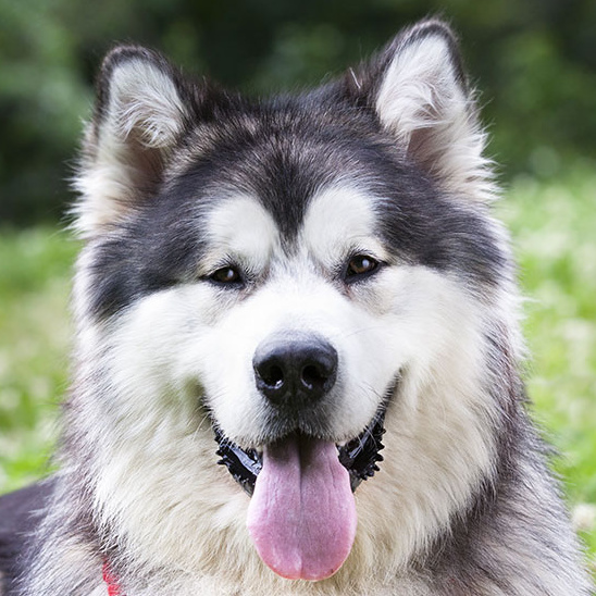 Маламут Комплексный уход с вычесом