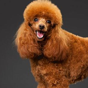 Пудель той Гигиенический уход