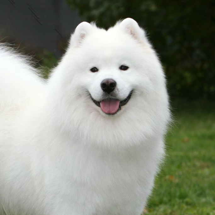 Самоед Комплексный уход с вычесом