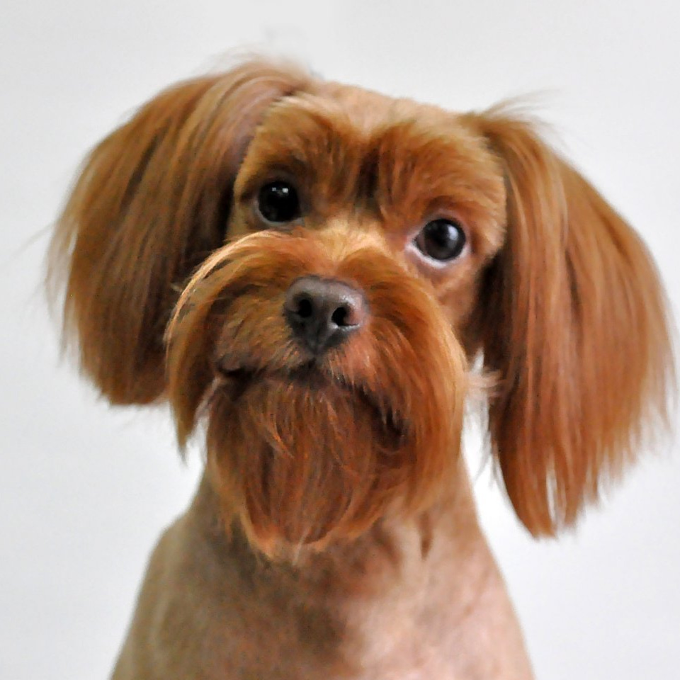 Петербургская орхидея Гигиенический уход