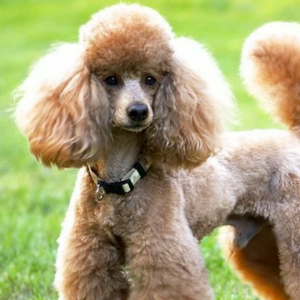 Пудель малый Гигиенический уход