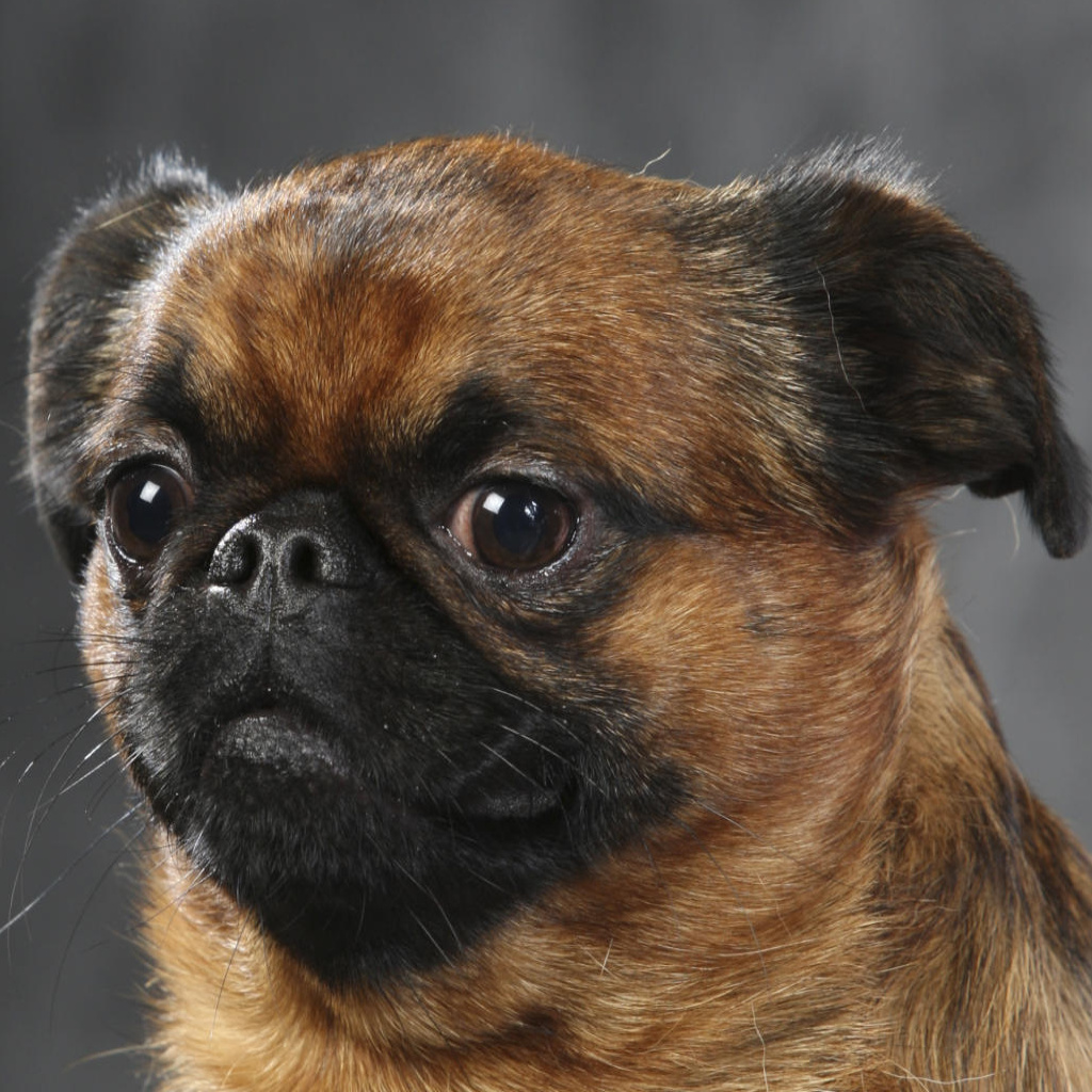 Брабансон Гигиенический уход