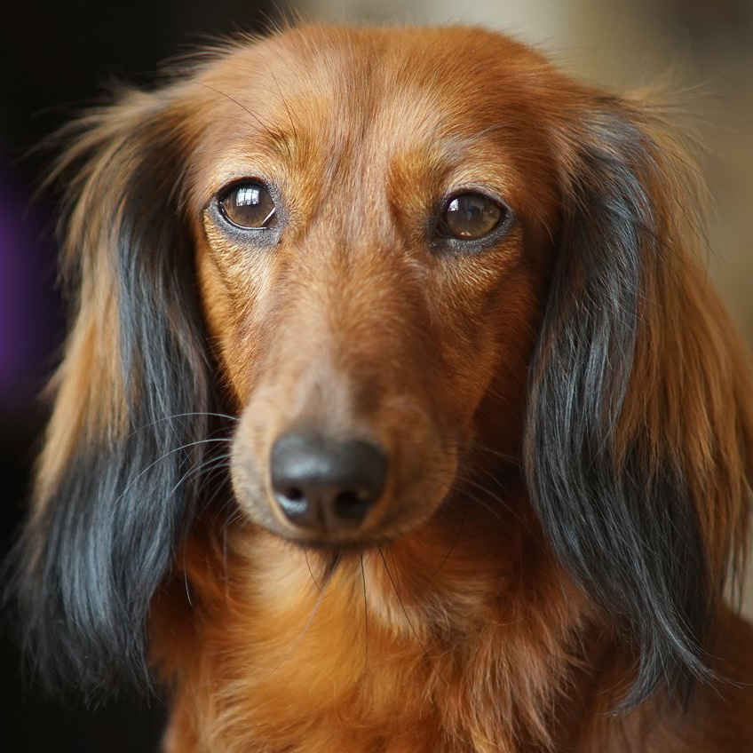 Такса  длинношерстная Гигиенический уход