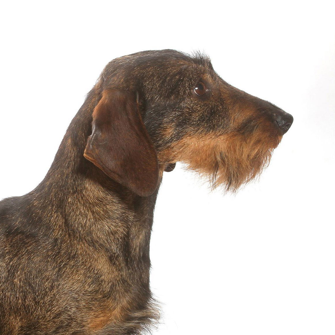 Такса жескошерстная Комплексный уход с триммингом