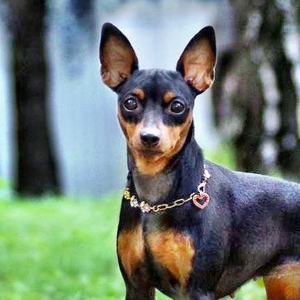 Цвергпинчер Гигиенический уход