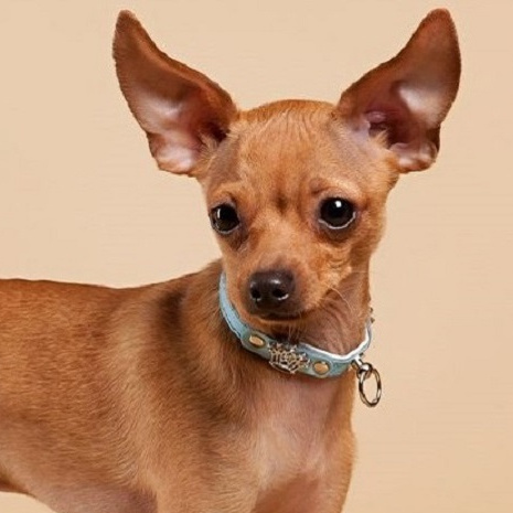 Той-терьер Гигиенический уход