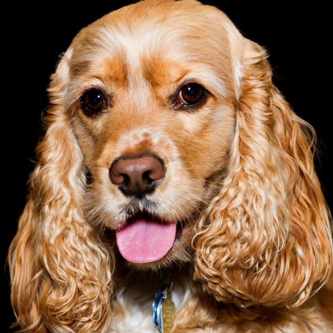 Спаниель Американский Гигиенический уход