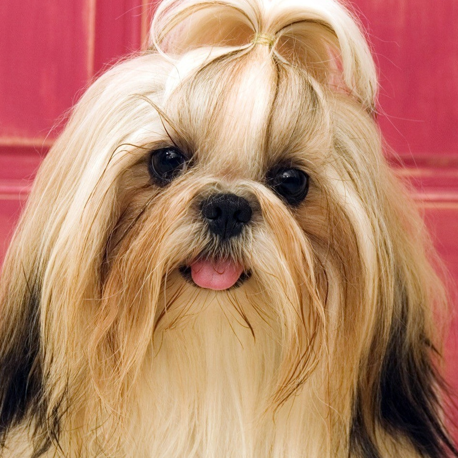 Ши-тцу Гигиенический уход