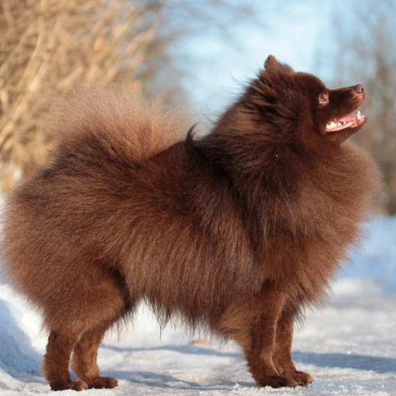 Шпиц средний Гигиенический уход