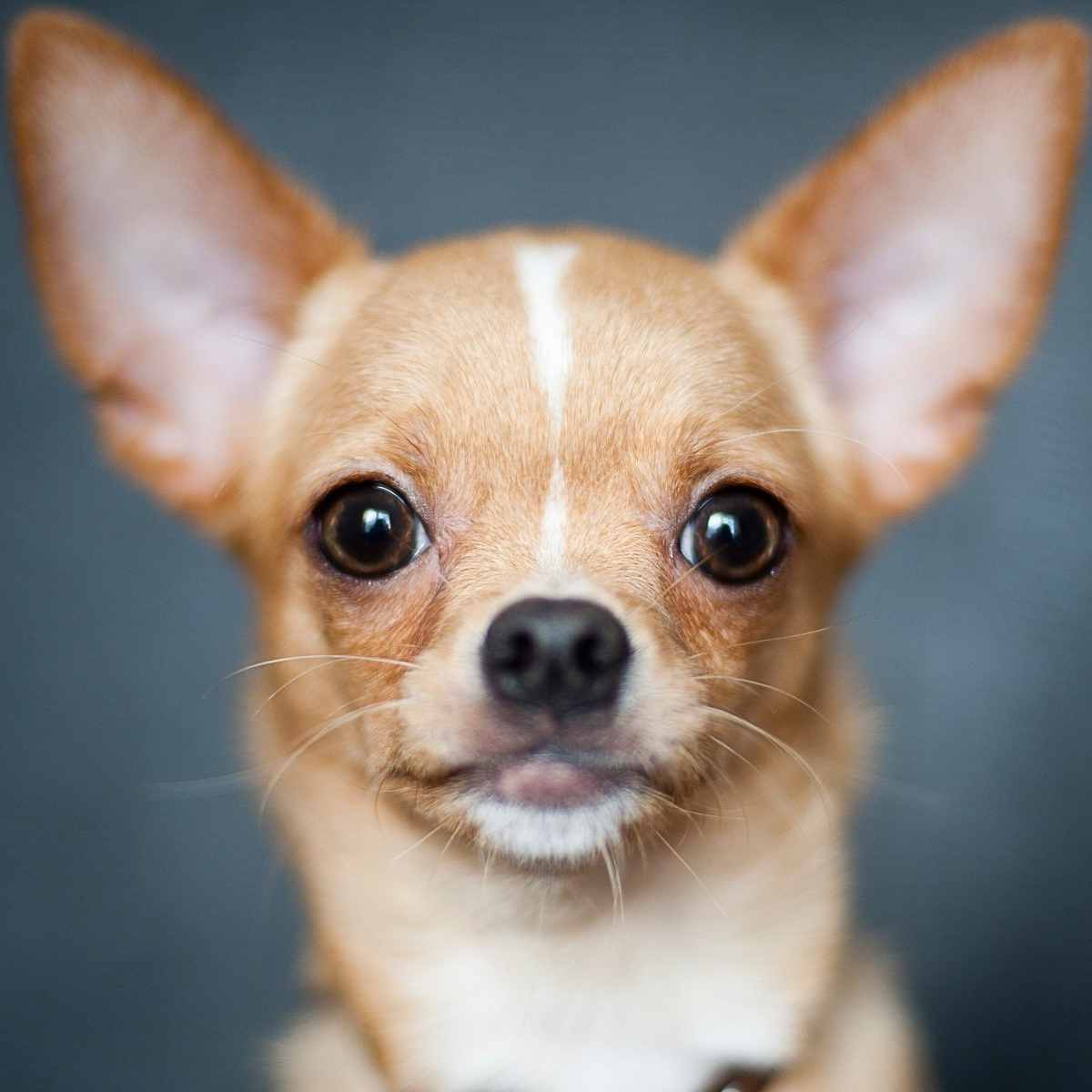 Чихуахуа г\ш Гигиенический уход