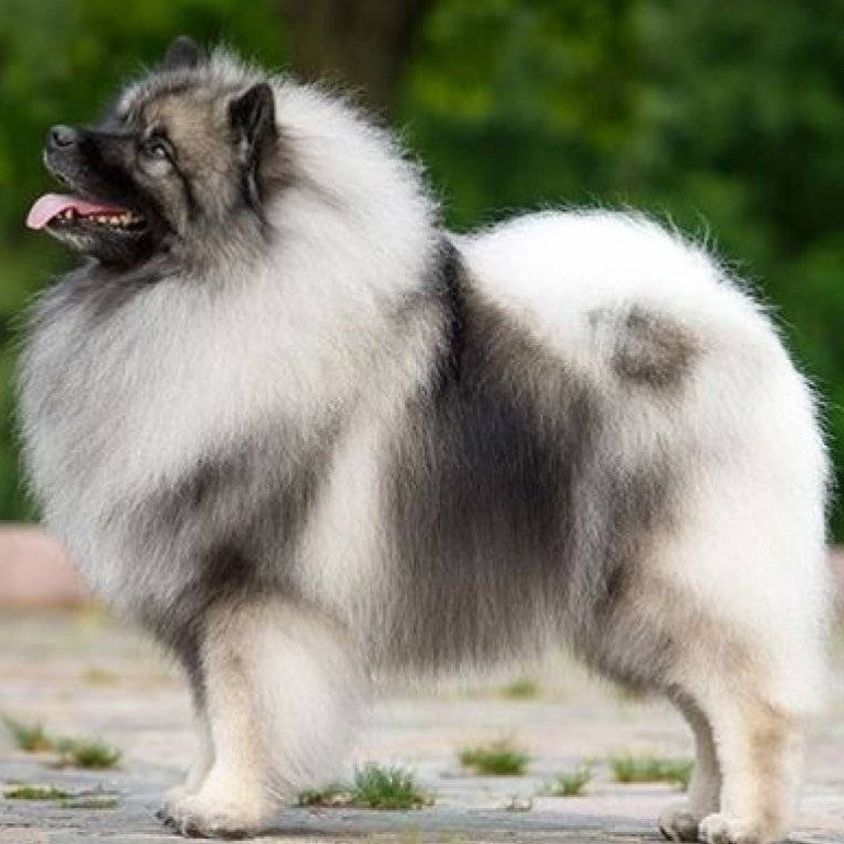 Вольфшпиц (кеесхонд) Комплексный уход с вычесом