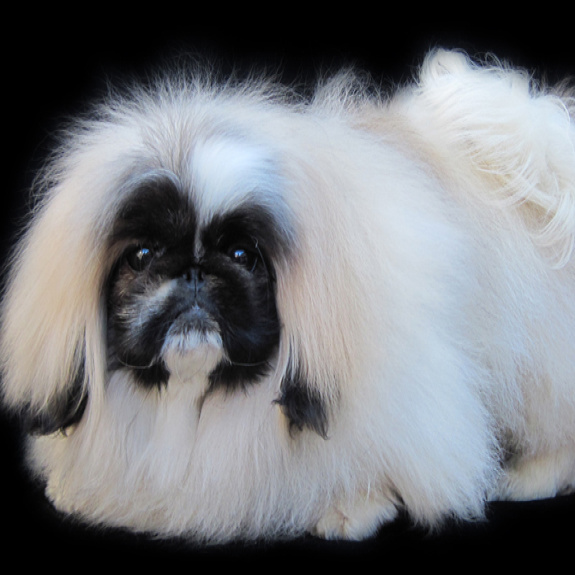 Pekingese