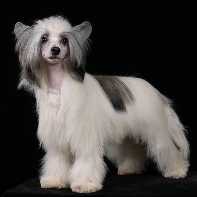 Hiina harjaskoer pikk