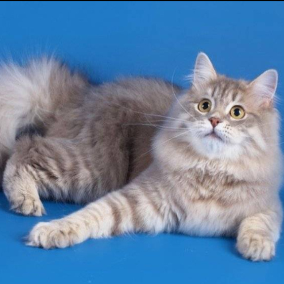 Scottish straight pikk