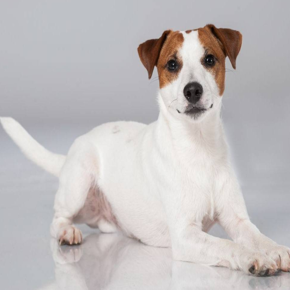 Jack russell lühike