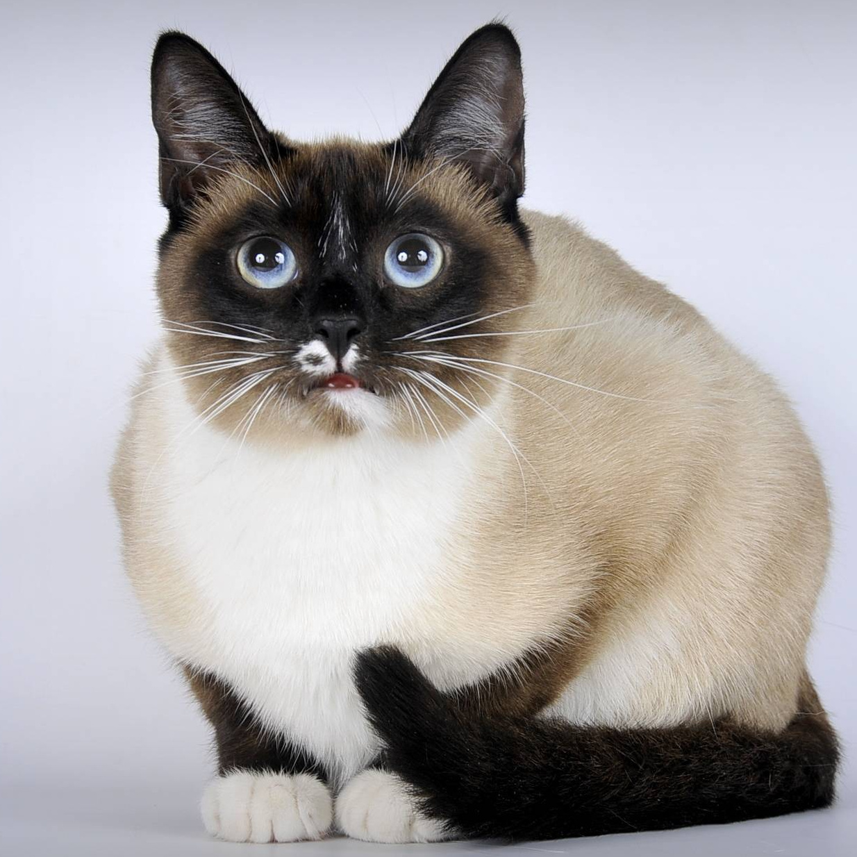 Siamese