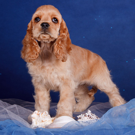 Inglise kokkerspanjel