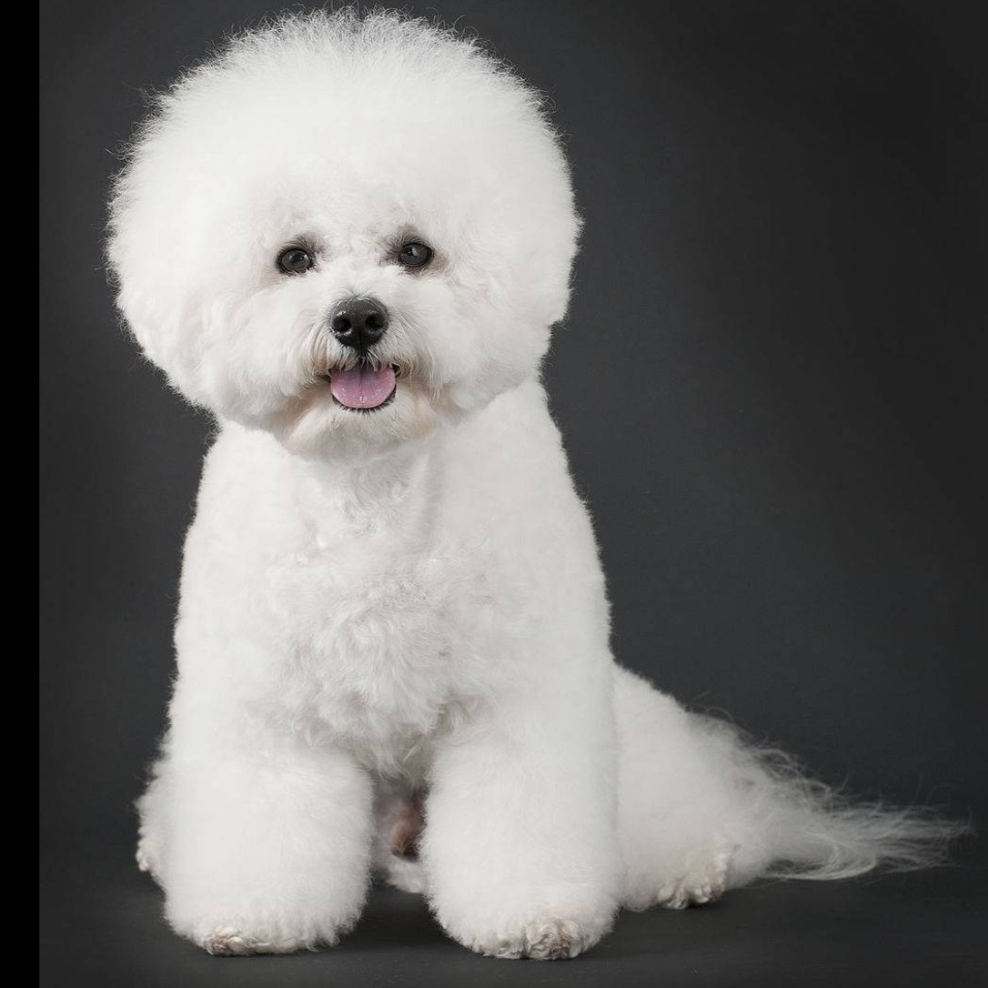Bichon