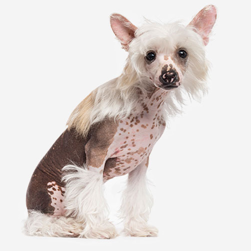 Hiina harjaskoer lühike