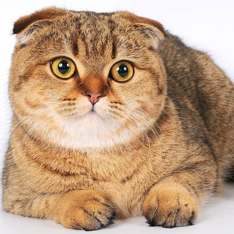 Scottish fold