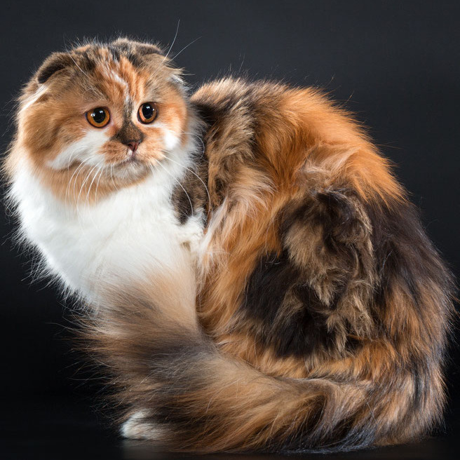 Scottish fold pikk