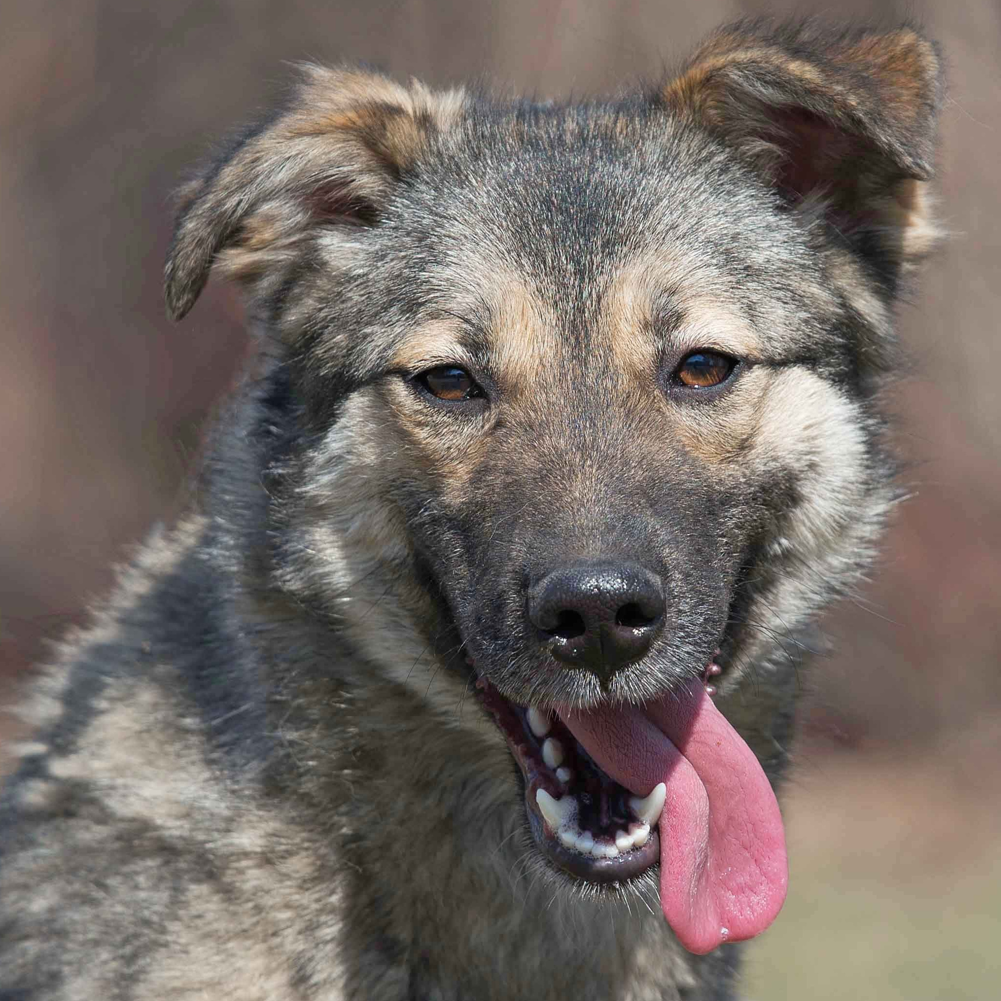 Teie variant lühike