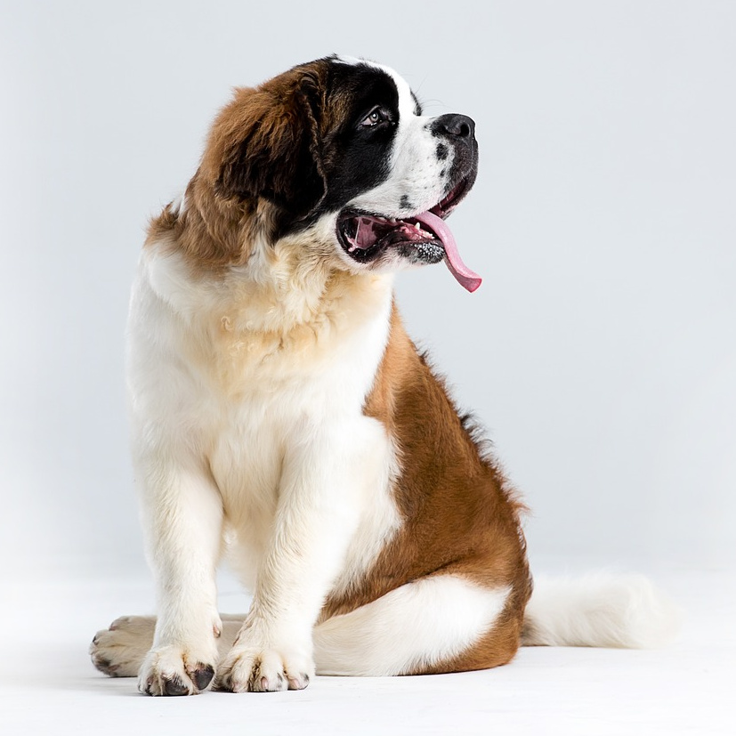 St. Bernard