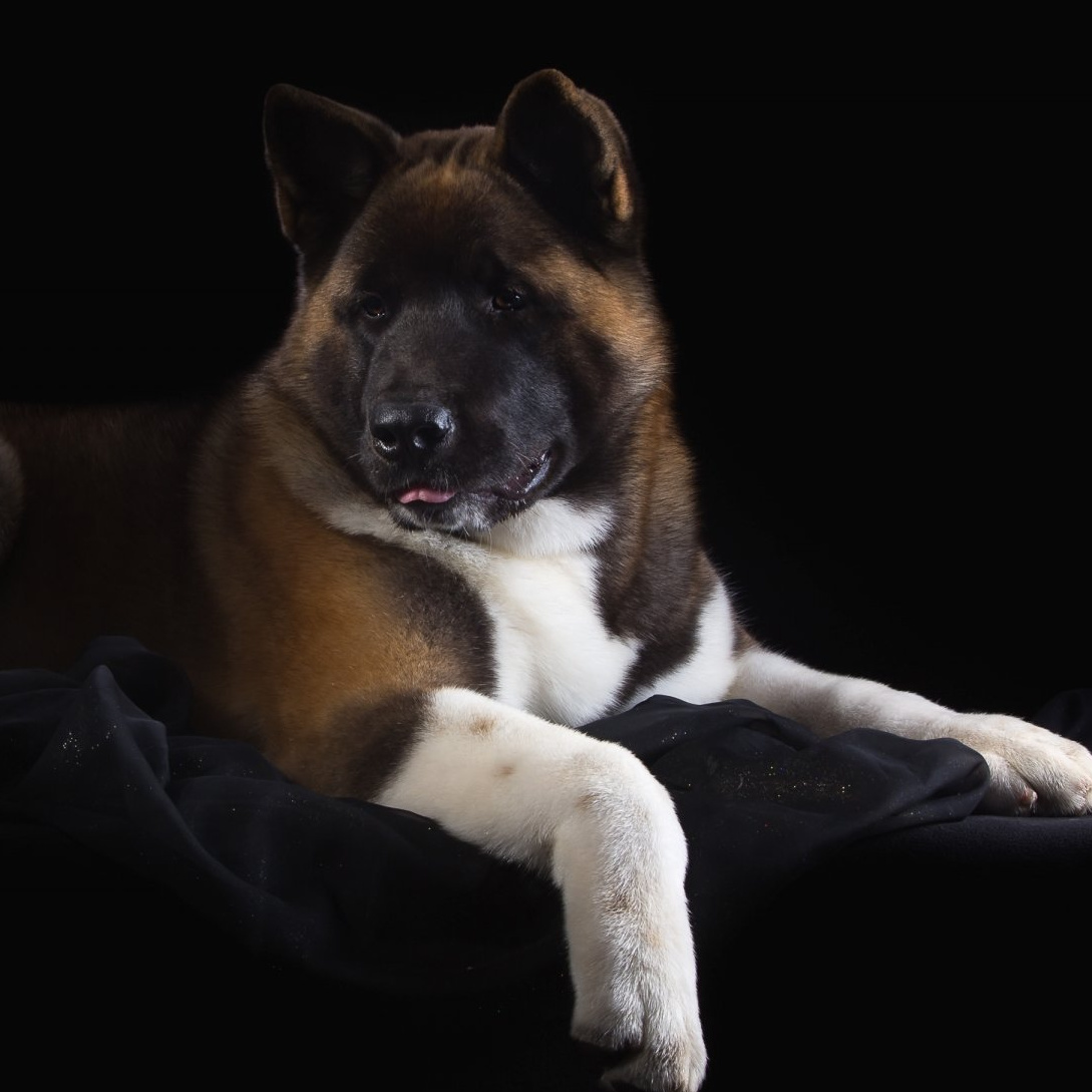 Akita inu ameeriklane