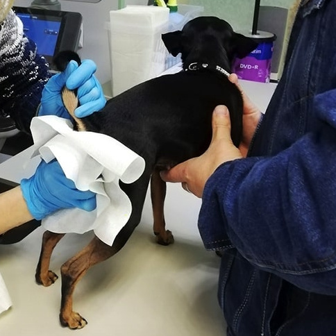 Analnäärmete puhastamine