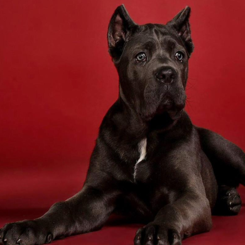 Cane Corso