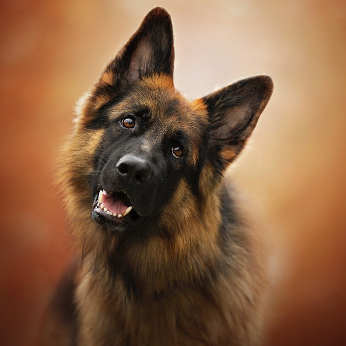 Saksa lambakoer lühike