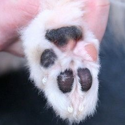 Käppade pügamine (puudel jne)